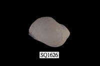 藏品(紫口珊瑚螺)的圖片